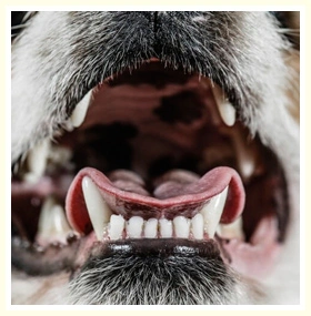 Morsure de chien - Indemnisation