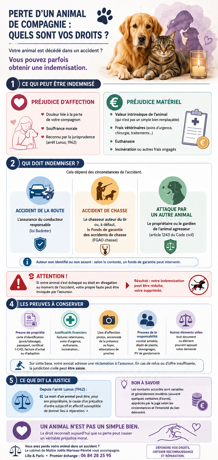 infographie accident animal de compagnie infographie